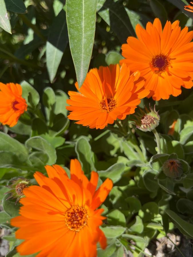 Agriturismo Il Viaio Φιέζολε Εξωτερικό φωτογραφία