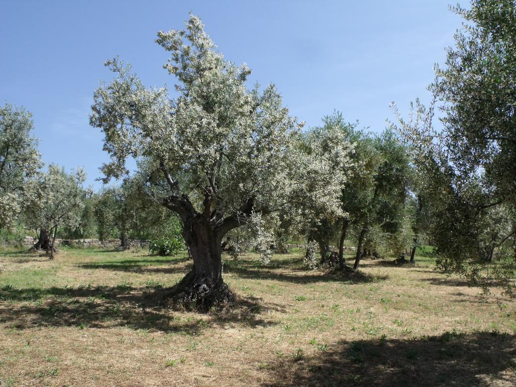 Agriturismo Il Viaio Φιέζολε Εξωτερικό φωτογραφία